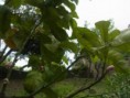 /album/giardino-dei-limoni/limonengarten-mit-limone-und-weite-jpg2/